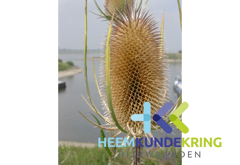 2003-31-07 Distel Coll. HKR (1)